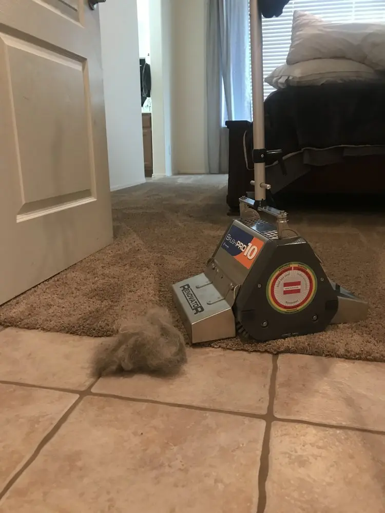 pet odor removal